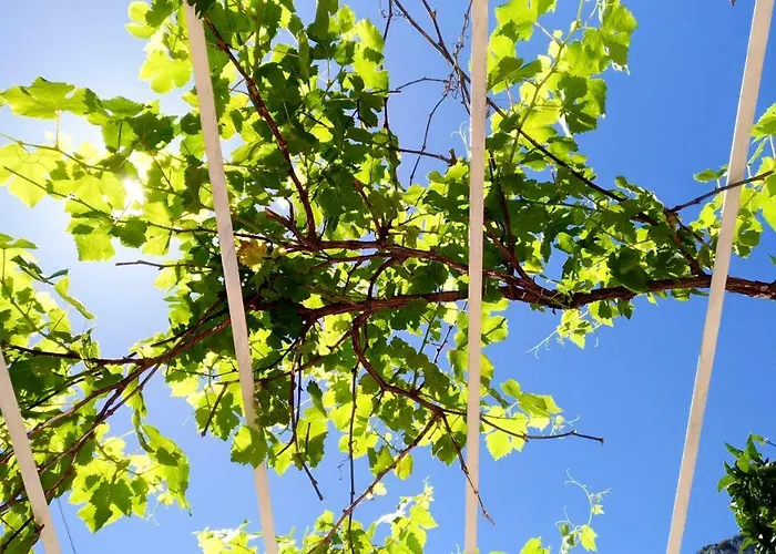 Don Raffae Pensionat *