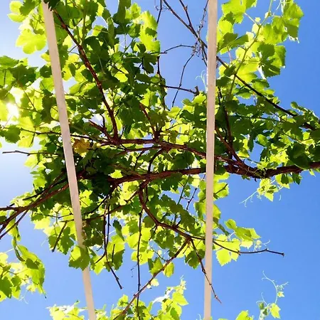 Don Raffae בית הארחה *